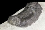 Bargain, Austerops Trilobite - Morocco #67677-4